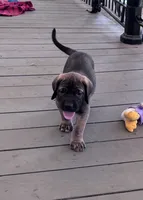 Bruno, a male Fila Brasileiro for sale in Anderson, SC – 3 of 5