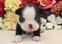 Maple #4 AKC Boy, a male Boston Terrier for sale in Anderson, SC – 3 of 4