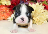Pepper's #8 Boy AKC, a male Boston Terrier for sale in Anderson, SC – 1 of 3