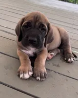 Willow , a female Fila Brasileiro for sale in Anderson, SC – 4 of 5