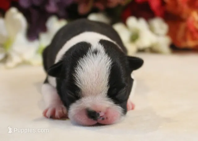 Lyla's #5 AKC Boy – Boston Terrier puppy for sale in Anderson, SC