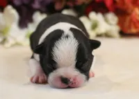 Lyla's #5 AKC Boy, a male Boston Terrier for sale in Anderson, SC – 1 of 3