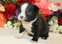 Pepper's #5 Boy AKC, a male Boston Terrier for sale in Anderson, SC – 3 of 3