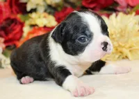 Pepper's #2 Girl AKC, a female Boston Terrier for sale in Anderson, SC – 2 of 3