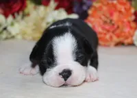Maple #5 AKC Boy, a male Boston Terrier for sale in Anderson, SC – 4 of 4
