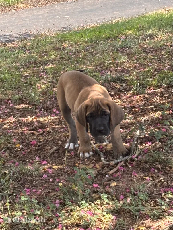 Mercy – Fila Brasileiro puppy for sale in Anderson, SC