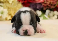 Lyla's #6 AKC Boy, a male Boston Terrier for sale in Anderson, SC – 4 of 4