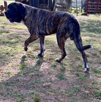 Bruno, a male Fila Brasileiro for sale in Anderson, SC – 4 of 5