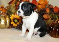 Betty's #3 Boy AKC, a male Boston Terrier for sale in Anderson, SC – 3 of 3