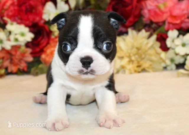 Pepper's #6 Boy AKC – Boston Terrier puppy for sale in Anderson, SC