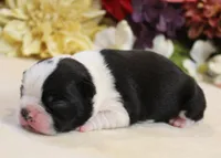 Lyla's #5 AKC Boy, a male Boston Terrier for sale in Anderson, SC – 3 of 3