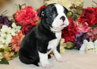 AKC Boy #5 Ready Now, a male Boston Terrier for sale in Anderson, SC – 2 of 4