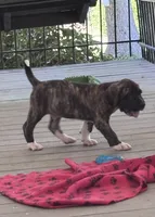 Waylon, a male Fila Brasileiro for sale in Anderson, SC – 3 of 5
