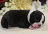 Lyla's #2 AKC Girl, a female Boston Terrier for sale in Anderson, SC – 2 of 3