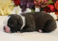 Lyla's #1 AKC Girl , a female Boston Terrier for sale in Anderson, SC – 3 of 3
