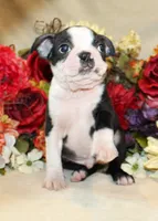 AKC Boy #1 Ready Now, a male Boston Terrier for sale in Anderson, SC – 4 of 5