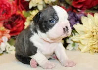 Pepper's #3 Girl AKC, a female Boston Terrier for sale in Anderson, SC – 2 of 3