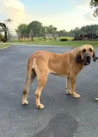 Waylon, a male Fila Brasileiro for sale in Anderson, SC – 5 of 5