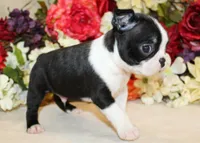 Pepper's Boy AKC, a male Boston Terrier for sale in Anderson, SC – 2 of 4