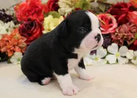 Maple #5 AKC Boy, a male Boston Terrier for sale in Anderson, SC – 2 of 4
