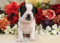 Maple #2 AKC Boy, a male Boston Terrier for sale in Anderson, SC – 1 of 4