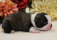 Lyla's #1 AKC Girl , a female Boston Terrier for sale in Anderson, SC – 2 of 3