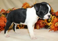 Sale Pending , a male Boston Terrier for sale in Anderson, SC – 2 of 4