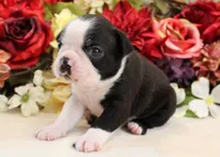 Maple #1 AKC Boy, a male Boston Terrier for sale in Anderson, SC – 3 of 4