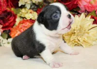 Pepper's #6 Boy AKC, a male Boston Terrier for sale in Anderson, SC – 2 of 3
