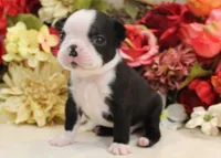 Maple #4 AKC Boy, a male Boston Terrier for sale in Anderson, SC – 1 of 4