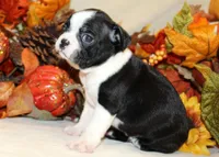 Betty's #2 Boy AKC, a male Boston Terrier for sale in Anderson, SC – 3 of 3