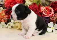Maple #2 AKC Boy, a male Boston Terrier for sale in Anderson, SC – 3 of 4