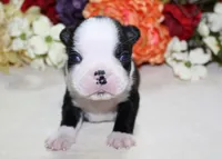 Maple #4 AKC Boy, a male Boston Terrier for sale in Anderson, SC – 4 of 4