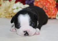 Maple #1 AKC Boy, a male Boston Terrier for sale in Anderson, SC – 4 of 4