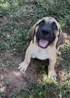 Big Girl, a female Fila Brasileiro for sale in Anderson, SC – 4 of 4