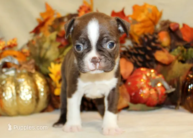 Betty #1 Girl AKC – Boston Terrier puppy for sale in Anderson, SC