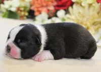 Lyla's #4 AKC Boy, a male Boston Terrier for sale in Anderson, SC – 3 of 3