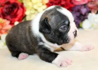 Lyla's #6 AKC Boy, a male Boston Terrier for sale in Anderson, SC – 2 of 4