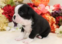 Maple #5 AKC Boy, a male Boston Terrier for sale in Anderson, SC – 3 of 4