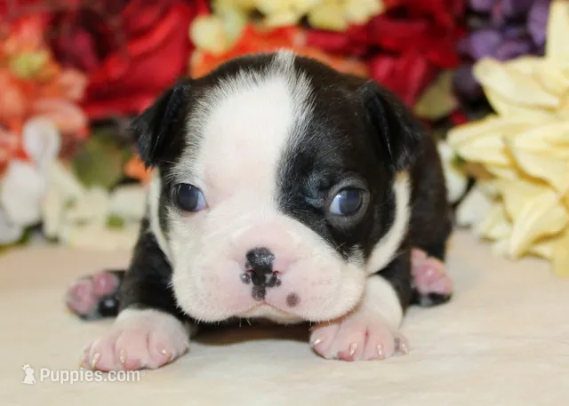 Pepper's #1 Girl AKC – Boston Terrier puppy for sale in Anderson, SC