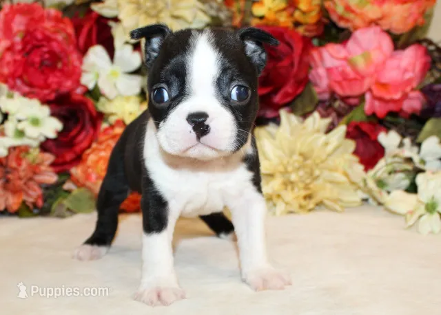 Pepper's #8 Boy AKC – Boston Terrier puppy for sale in Anderson, SC