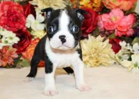Pepper's Boy AKC, a male Boston Terrier for sale in Anderson, SC – 1 of 4
