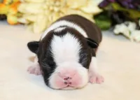 Darla's #4 Boy AKC, a male Boston Terrier for sale in Anderson, SC – Photo 1 of 3