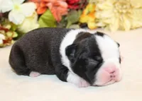 Darla's #4 Boy AKC, a male Boston Terrier for sale in Anderson, SC – Photo 2 of 3
