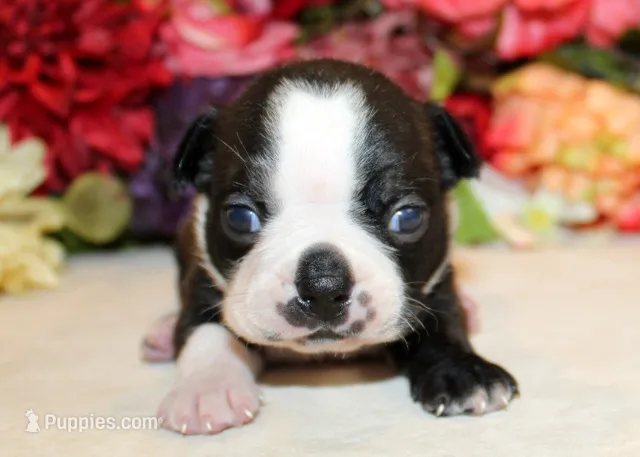 Lyla's #1 AKC Girl  – Boston Terrier puppy for sale in Anderson, SC