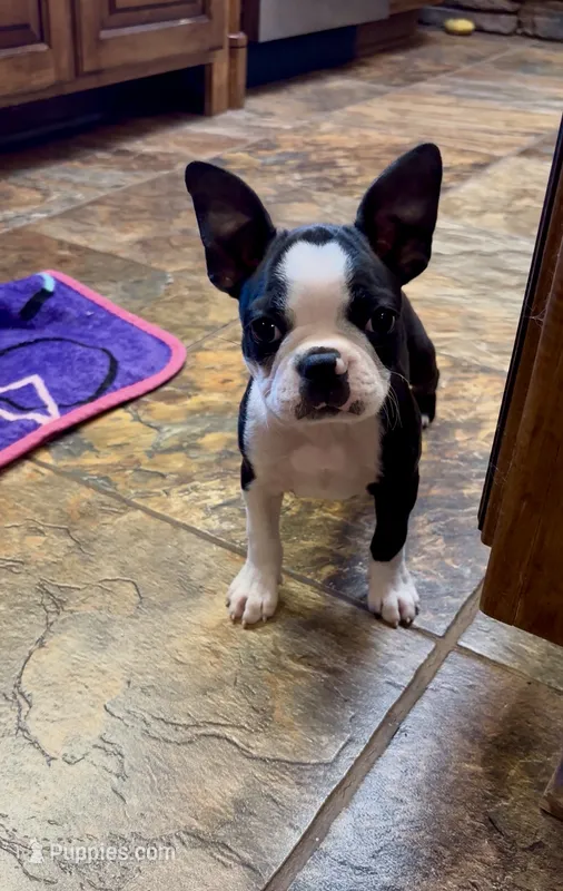 AKC Boy #1 Ready Now – Boston Terrier puppy for sale in Anderson, SC