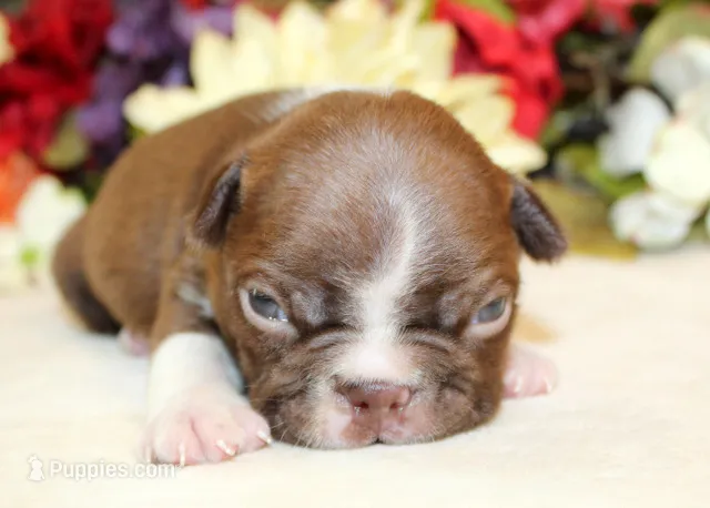 Pepper's #7 Boy AKC – Boston Terrier puppy for sale in Anderson, SC