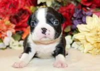 Pepper's #2 Girl AKC, a female Boston Terrier for sale in Anderson, SC – 1 of 3