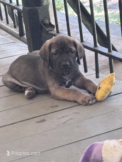 Bruno – Fila Brasileiro puppy for sale in Anderson, SC