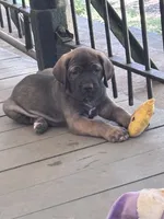 Bruno, a male Fila Brasileiro for sale in Anderson, SC – 1 of 5